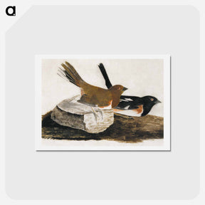 アートポストカード-Towhee Bunting
 - ジョン ジェームス オーデュボン Postcard.