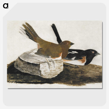 1-32_John-James-Audubon_picture-crop