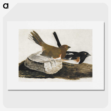 1-32_John-James-Audubon_picture