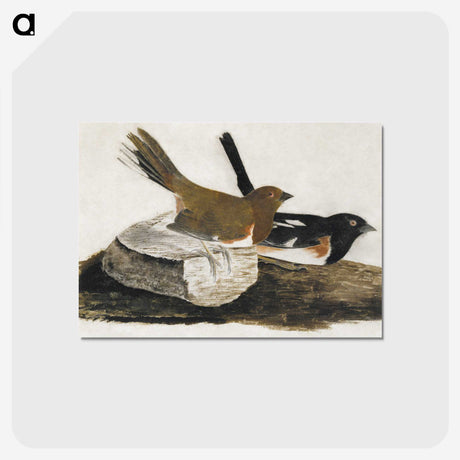 1-32_John-James-Audubon_postcard