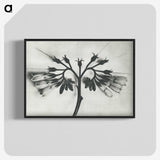 1-32_Karl-Blossfeldt_blk-crop
