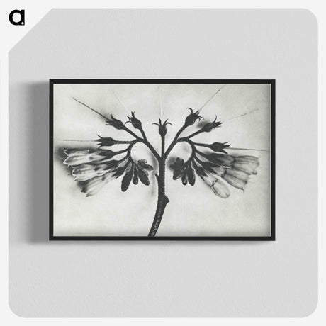 1-32_Karl-Blossfeldt_blk-crop