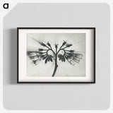 1-32_Karl-Blossfeldt_blk