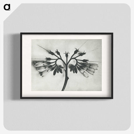 1-32_Karl-Blossfeldt_blk