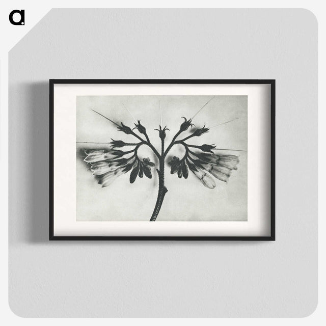 1-32_Karl-Blossfeldt_blk