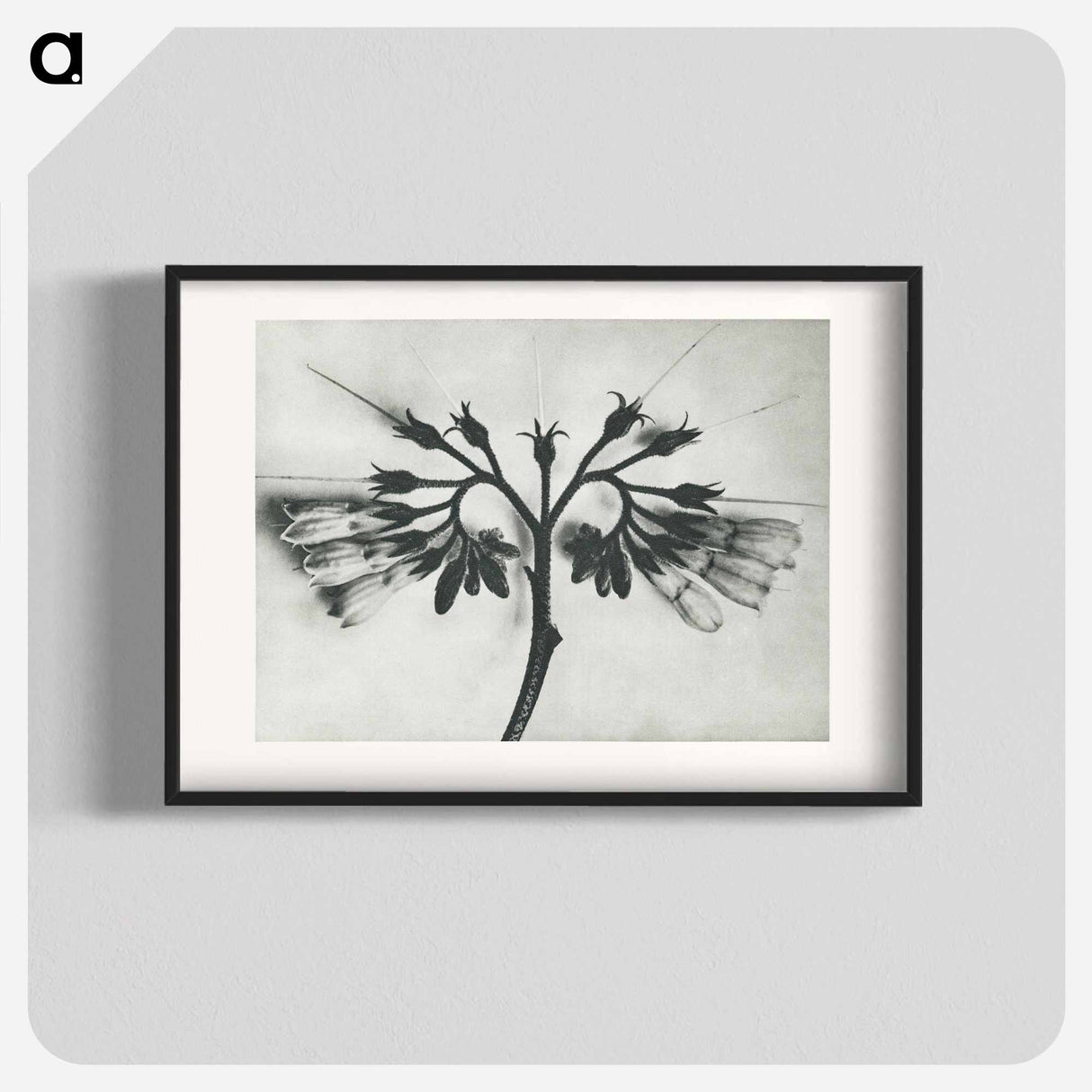 アートポスター-Symphytum officinale (Common Comfrey) enlarged 8 times from Urformen der Kunst by Karl Blossfeldt - カール ブロスフェルト Poster.