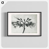 アートポスター-Symphytum officinale (Common Comfrey) enlarged 8 times from Urformen der Kunst by Karl Blossfeldt - カール ブロスフェルト Poster.