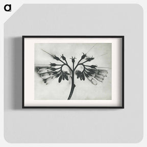アートポスター-Symphytum officinale (Common Comfrey) enlarged 8 times from Urformen der Kunst by Karl Blossfeldt - カール ブロスフェルト Poster.