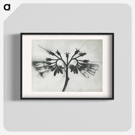 アートポスター-Symphytum officinale (Common Comfrey) enlarged 8 times from Urformen der Kunst by Karl Blossfeldt - カール ブロスフェルト Poster.