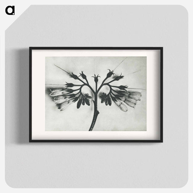 アートポスター-Symphytum officinale (Common Comfrey) enlarged 8 times from Urformen der Kunst by Karl Blossfeldt - カール ブロスフェルト Poster.