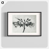 Symphytum officinale (Common Comfrey) enlarged 8 times from Urformen der Kunst by Karl Blossfeldt - カール ブロスフェルト Poster.