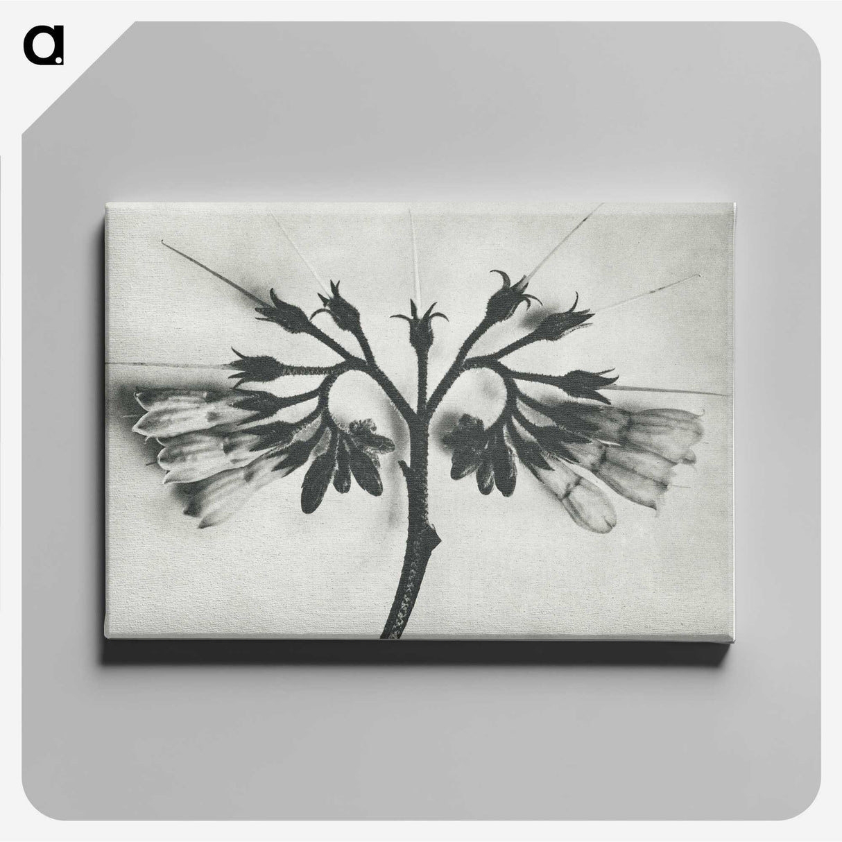 1-32_Karl-Blossfeldt_canvas