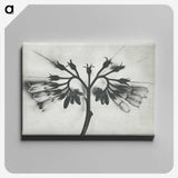 1-32_Karl-Blossfeldt_canvas