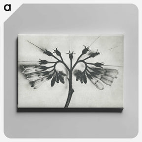 1-32_Karl-Blossfeldt_canvas