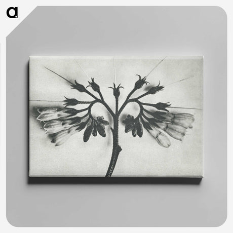 1-32_Karl-Blossfeldt_canvas