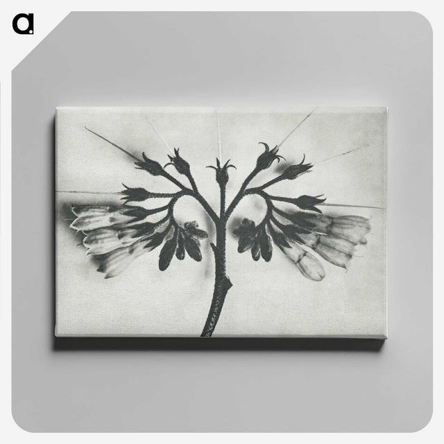 1-32_Karl-Blossfeldt_canvas