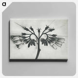 アートパネル-Symphytum officinale (Common Comfrey) enlarged 8 times from Urformen der Kunst by Karl Blossfeldt - カール ブロスフェルト Canvas.