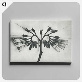 アートパネル-Symphytum officinale (Common Comfrey) enlarged 8 times from Urformen der Kunst by Karl Blossfeldt - カール ブロスフェルト Canvas.