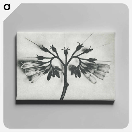 アートパネル-Symphytum officinale (Common Comfrey) enlarged 8 times from Urformen der Kunst by Karl Blossfeldt - カール ブロスフェルト Canvas.