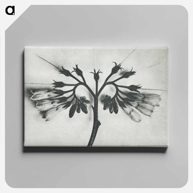 アートパネル-Symphytum officinale (Common Comfrey) enlarged 8 times from Urformen der Kunst by Karl Blossfeldt - カール ブロスフェルト Canvas.