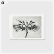 アートポストカード-Symphytum officinale (Common Comfrey) enlarged 8 times from Urformen der Kunst by Karl Blossfeldt - カール ブロスフェルト Postcard.
