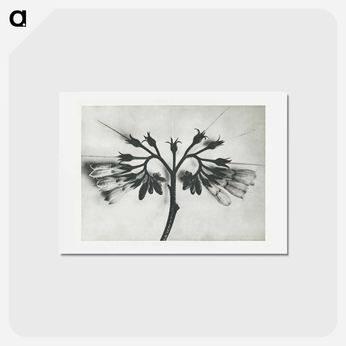 アートポストカード-Symphytum officinale (Common Comfrey) enlarged 8 times from Urformen der Kunst by Karl Blossfeldt - カール ブロスフェルト Postcard.