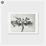 アートポストカード-Symphytum officinale (Common Comfrey) enlarged 8 times from Urformen der Kunst by Karl Blossfeldt - カール ブロスフェルト Postcard.