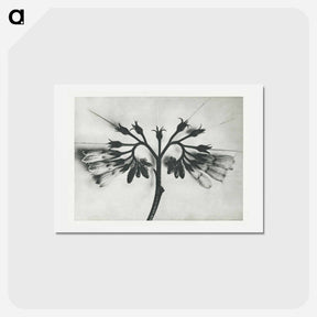 アートポストカード-Symphytum officinale (Common Comfrey) enlarged 8 times from Urformen der Kunst by Karl Blossfeldt - カール ブロスフェルト Postcard.