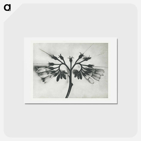 アートポストカード-Symphytum officinale (Common Comfrey) enlarged 8 times from Urformen der Kunst by Karl Blossfeldt - カール ブロスフェルト Postcard.