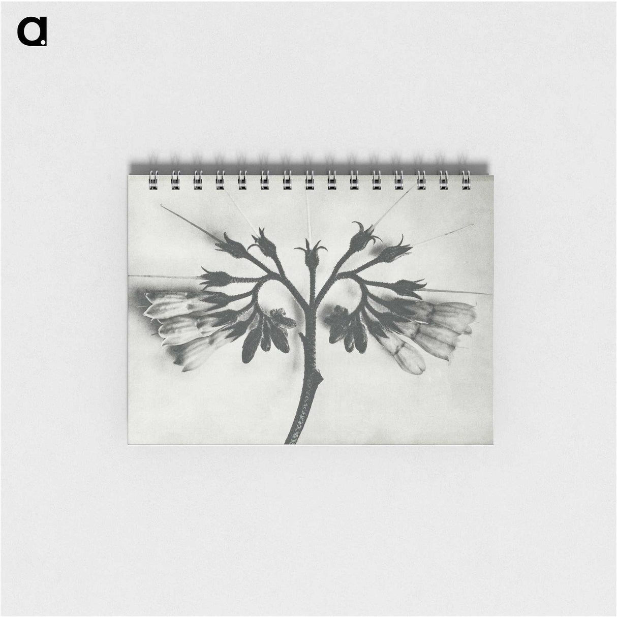 1-32_Karl-Blossfeldt_memo