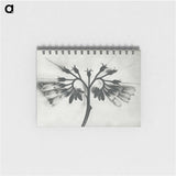 1-32_Karl-Blossfeldt_memo