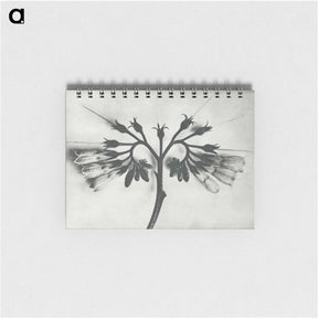 1-32_Karl-Blossfeldt_memo