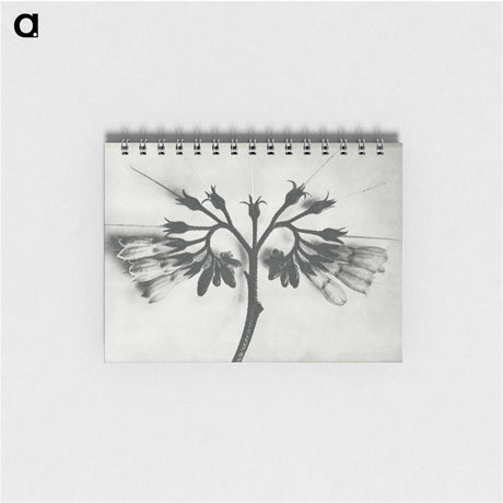 1-32_Karl-Blossfeldt_memo