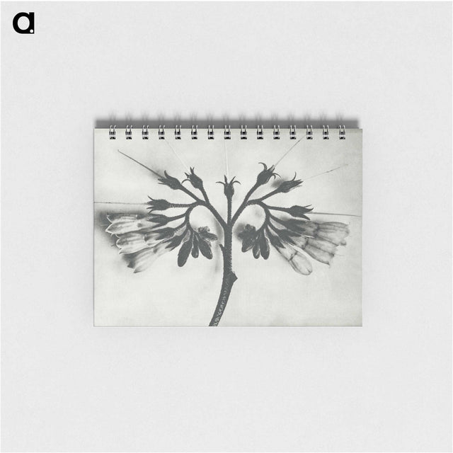 1-32_Karl-Blossfeldt_memo