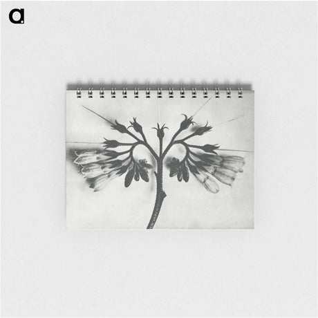 アートメモ帳-Symphytum officinale (Common Comfrey) enlarged 8 times from Urformen der Kunst by Karl Blossfeldt - カール ブロスフェルト Memo.