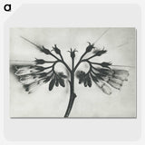 1-32_Karl-Blossfeldt_picture-crop