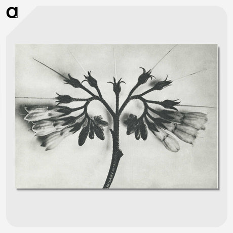 1-32_Karl-Blossfeldt_picture-crop