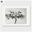1-32_Karl-Blossfeldt_picture
