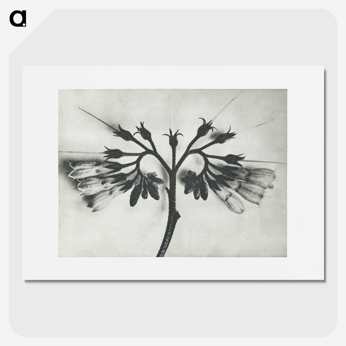 1-32_Karl-Blossfeldt_picture