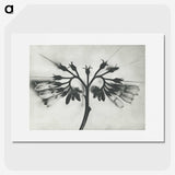 1-32_Karl-Blossfeldt_picture