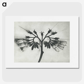 1-32_Karl-Blossfeldt_picture