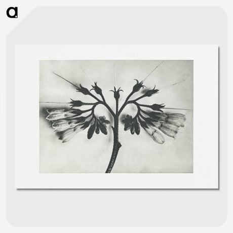 1-32_Karl-Blossfeldt_picture
