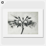 アートポスター-Symphytum officinale (Common Comfrey) enlarged 8 times from Urformen der Kunst by Karl Blossfeldt - カール ブロスフェルト Poster.