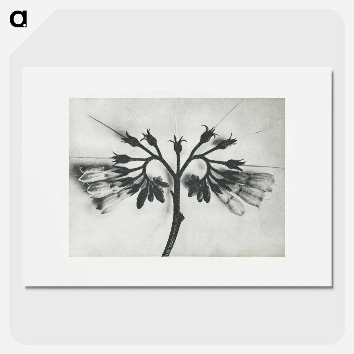 Symphytum officinale (Common Comfrey) enlarged 8 times from Urformen der Kunst by Karl Blossfeldt - カール ブロスフェルト Poster.