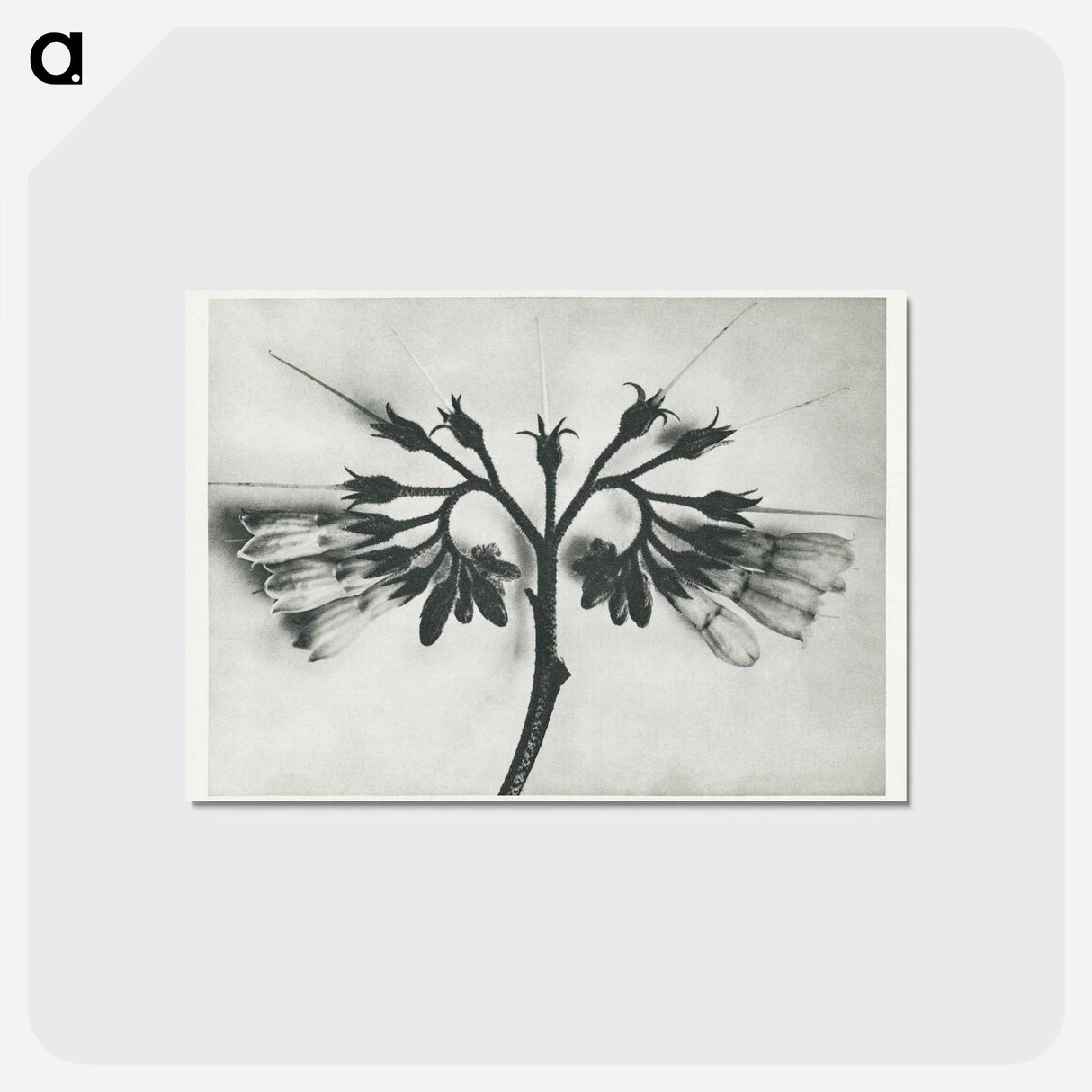 アートポストカード-Symphytum officinale (Common Comfrey) enlarged 8 times from Urformen der Kunst by Karl Blossfeldt - カール ブロスフェルト Postcard.
