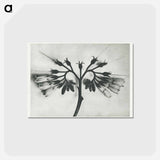 アートポストカード-Symphytum officinale (Common Comfrey) enlarged 8 times from Urformen der Kunst by Karl Blossfeldt - カール ブロスフェルト Postcard.