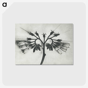1-32_Karl-Blossfeldt_postcard