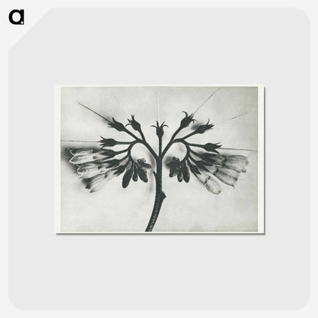 アートポストカード-Symphytum officinale (Common Comfrey) enlarged 8 times from Urformen der Kunst by Karl Blossfeldt - カール ブロスフェルト Postcard.
