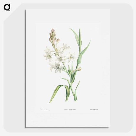 1-32_La-Botanique_picture