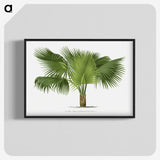 1-32_Les-Palmiers-Histoire-Iconographique_blk-crop